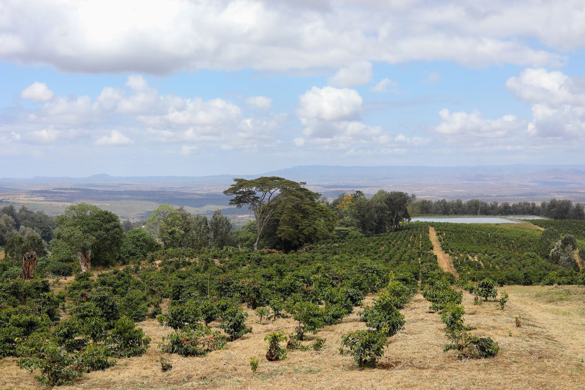 Rows of coffee running down a slope towards a wide plain, with a flat-topped acacia tree and a blue sky.