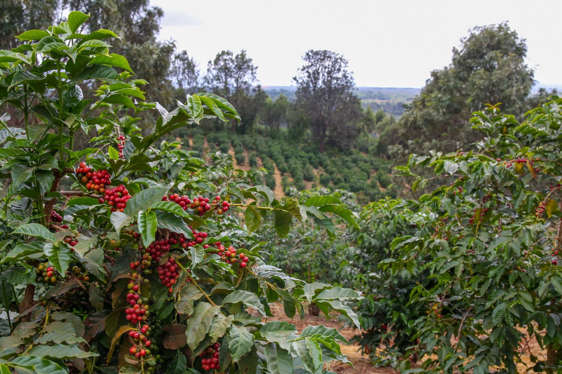 Coffee branches with red and green cherries in the foreground and rows of coffee trees on the slope behind.