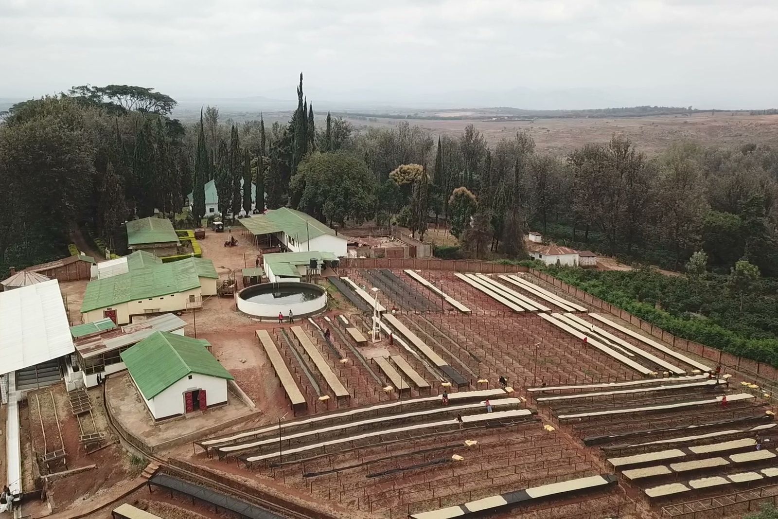 An aerial view of long raised drying beds and green-roofed buildings among trees.