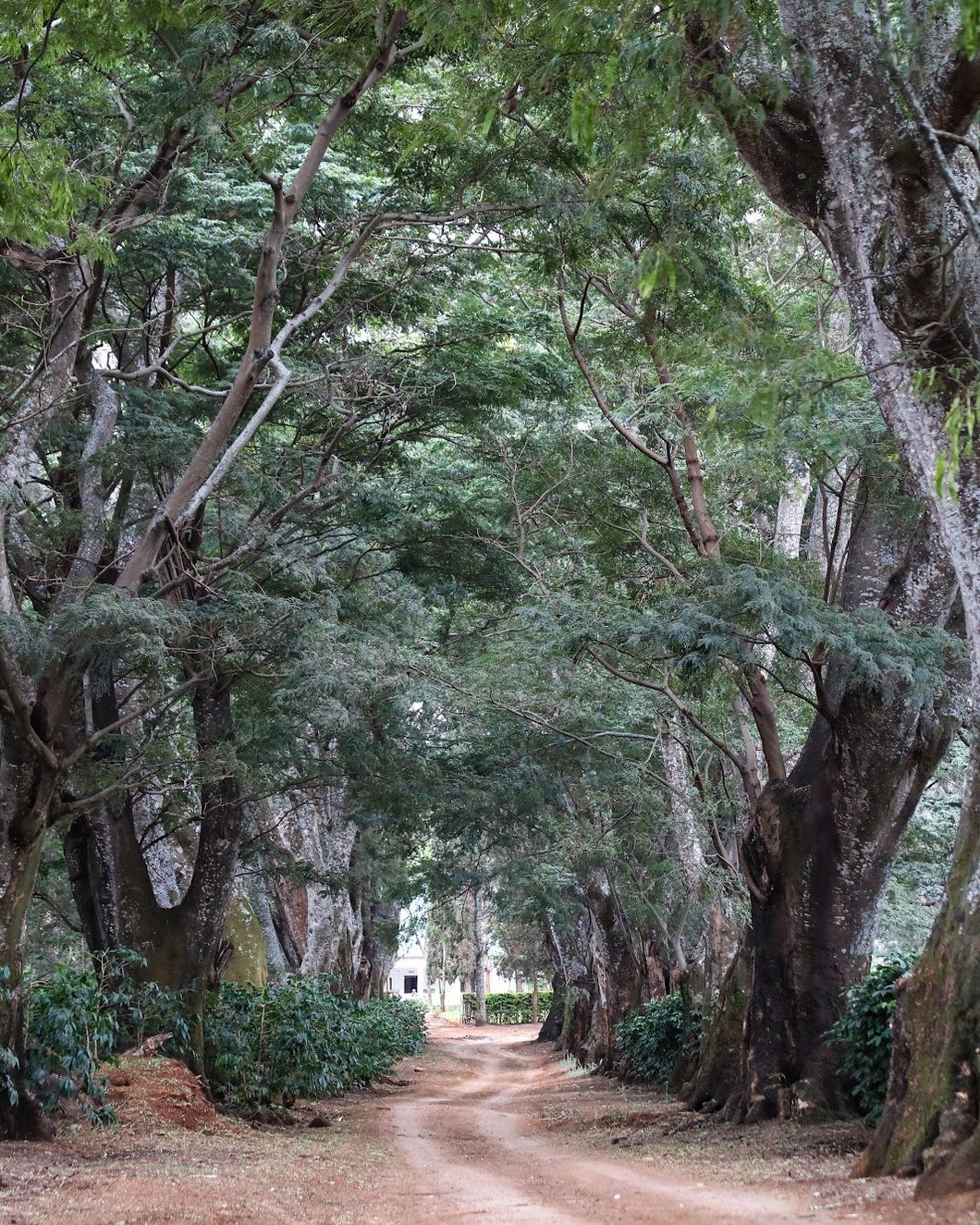A dirt road running through a tunnel of large old trees, with coffee bushes on both sides.