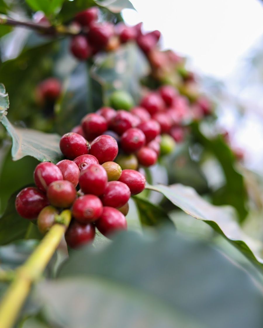 A branch of ripe red coffee cherries among dark green leaves.
