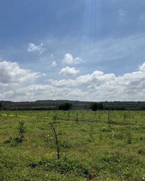 Young macadamia trees planted in rows on a green field under a blue sky.