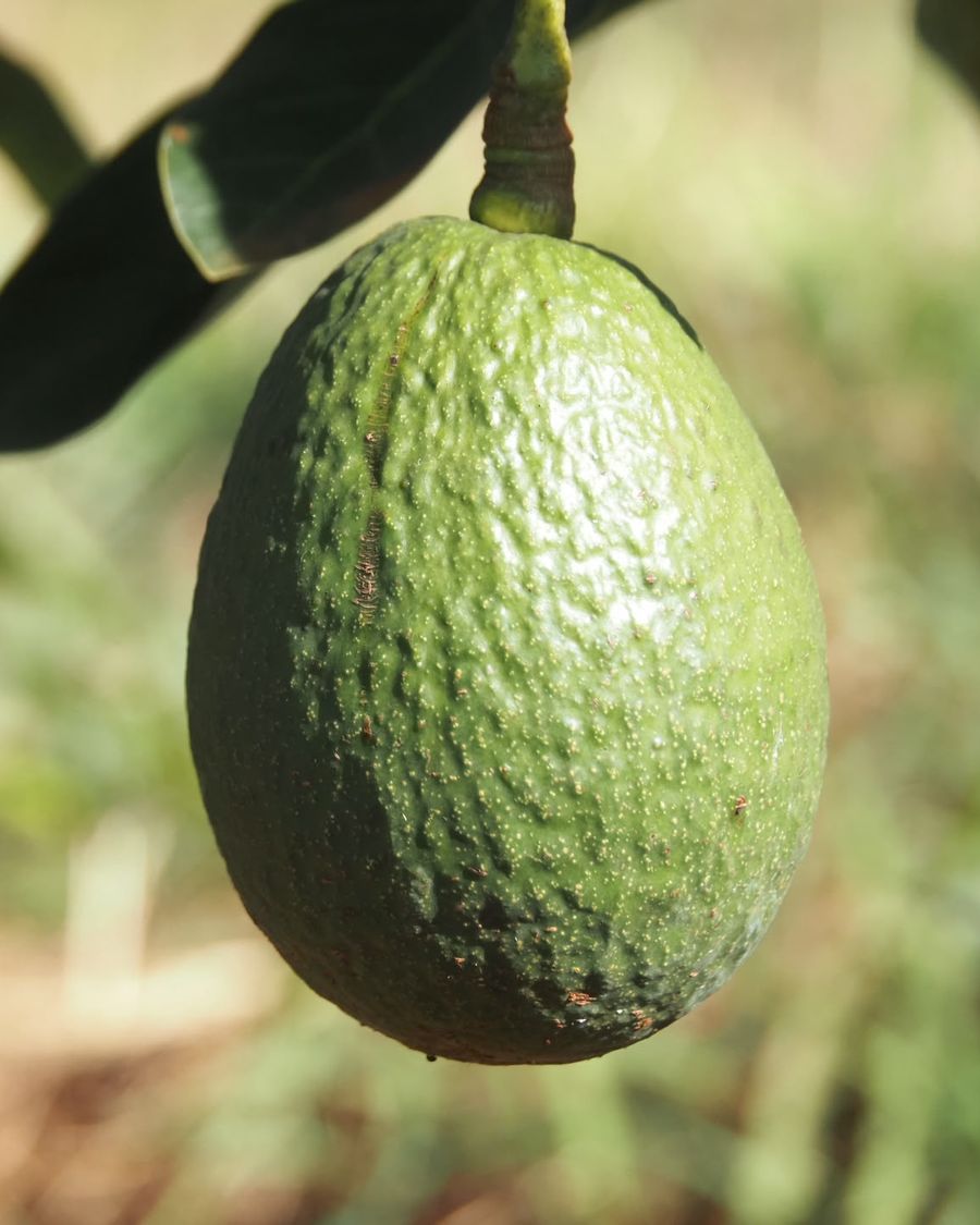 A single green avocado hanging from a branch, with the orchard blurred behind.