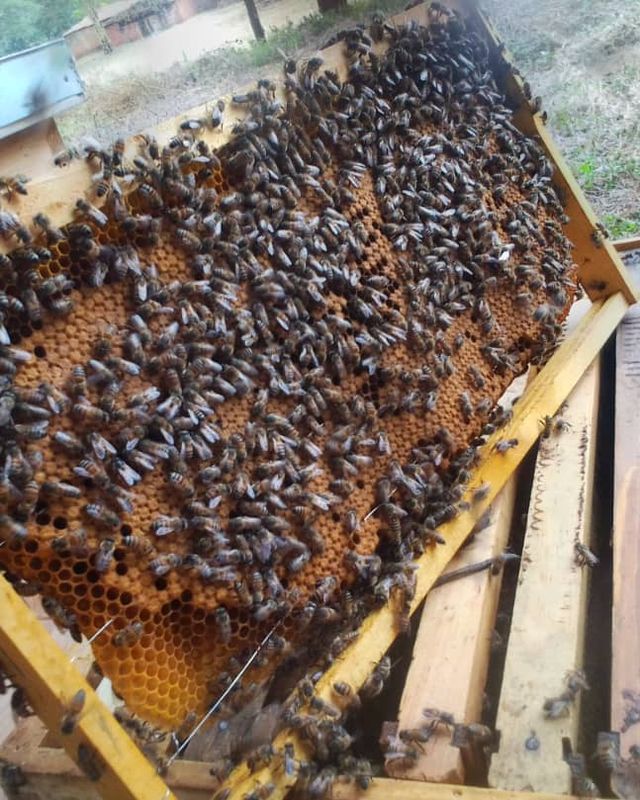 A hive frame covered in honeybees, held above the hive boxes.