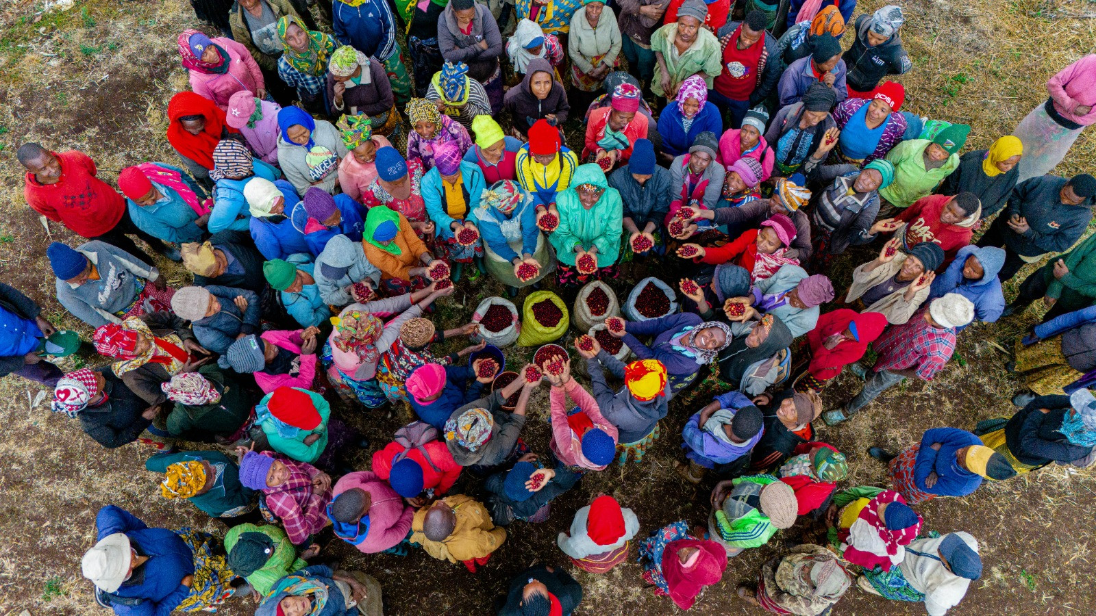 Farm workers gathered around baskets of coffee cherries, photographed from above.